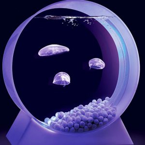 Mini Jelly Fish Tank