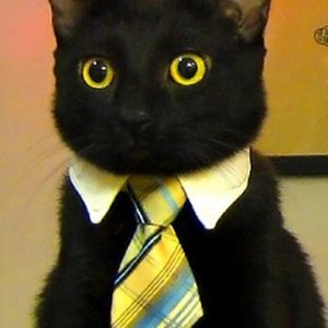 Business Cat Tie