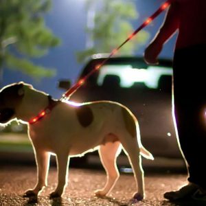 Light Up Dog Leashes