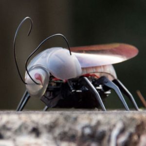 iPhone Controlled Insect