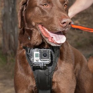 Action Camera Dog Harness
