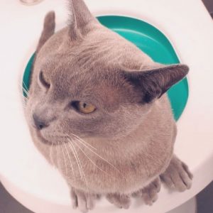 Cat Toilet Training System