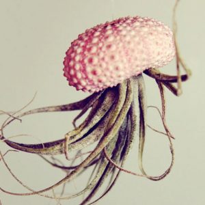 Hanging Jellyfish Plant