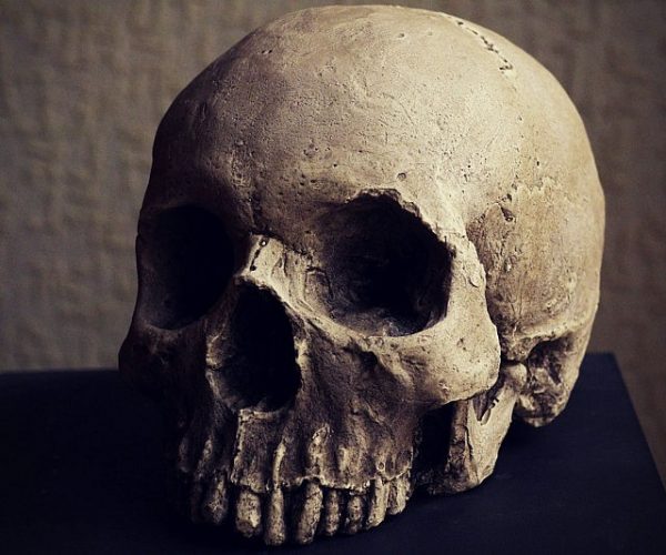 Human Skull Replica