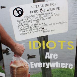 Idiots Are Everywhere Book