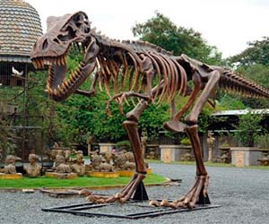 Life Size T-Rex Exhibit
