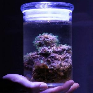 Miniature Salt Water Aquarium