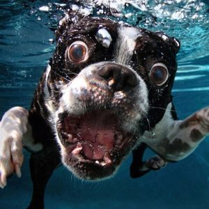 Underwater Dogs Photography Book