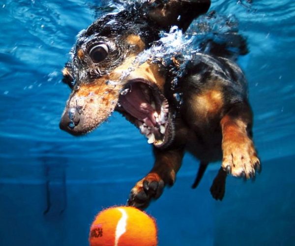 Underwater Puppies Photography Book