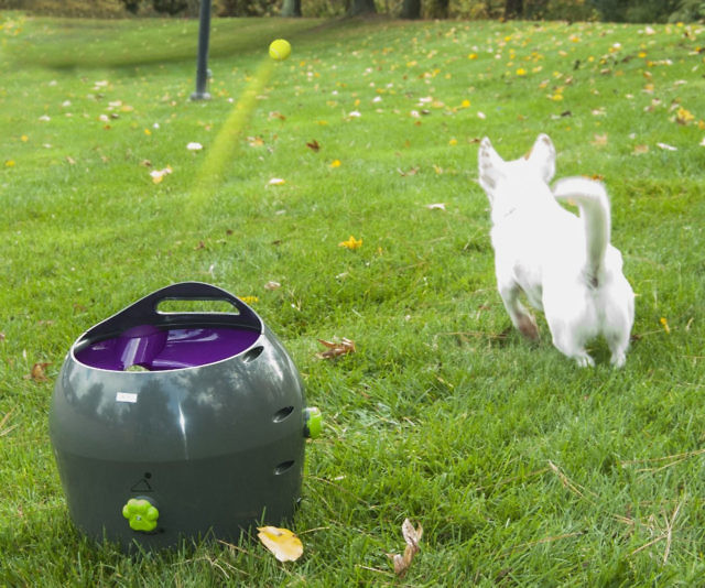 Automatic Pet Ball Launcher - The Interwebs Store