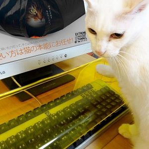 Cat Keyboard Cover