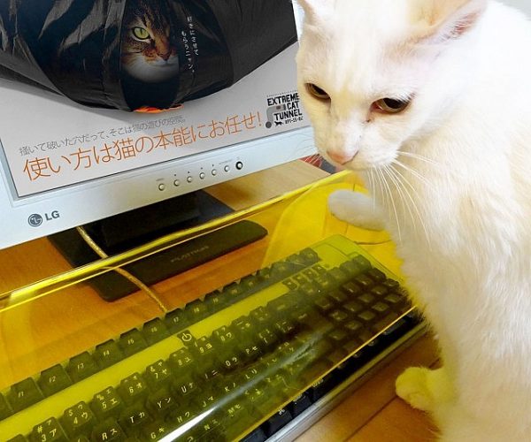 Cat Keyboard Cover