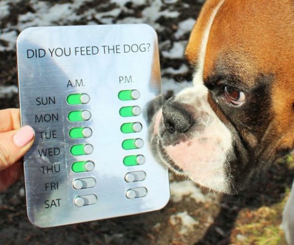 Did You Feed The Dog?