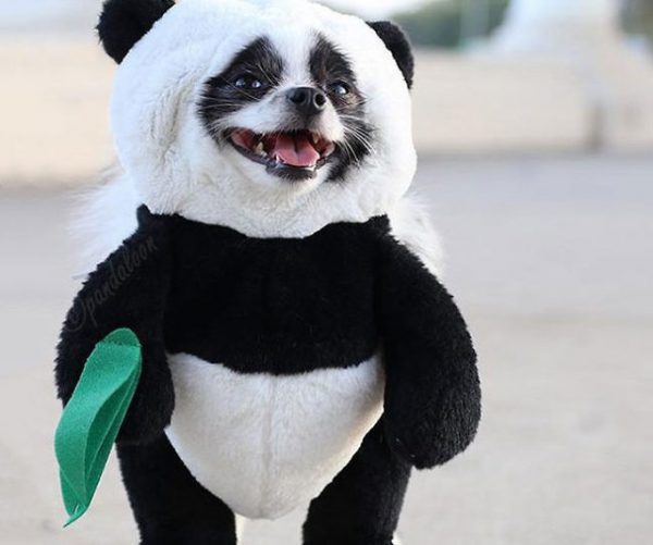Dog Panda Costume