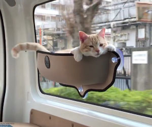 Floating Window Cat Bed