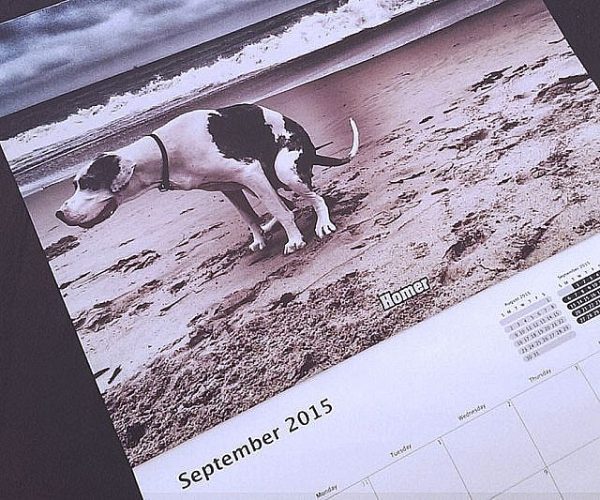 Pooping Dogs Calendar