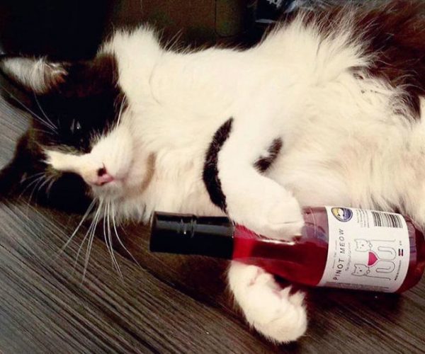 Wine For Cats