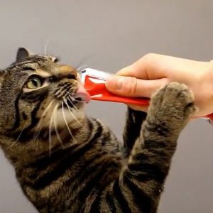 Yogurt Squeeze Pops For Cats