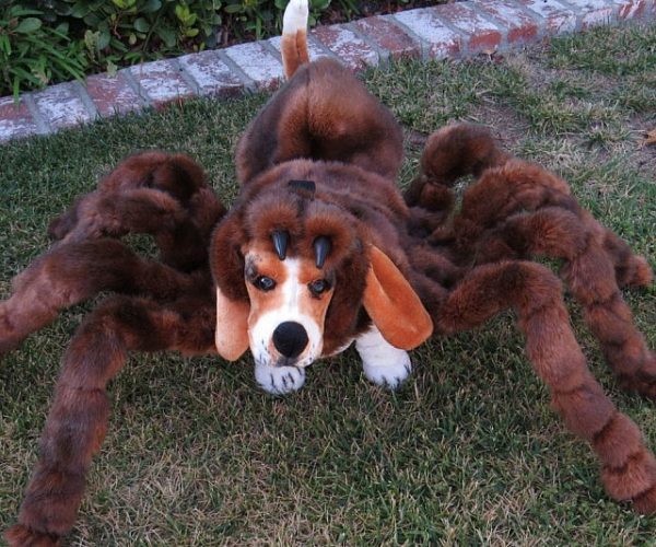 Dog Tarantula Costume