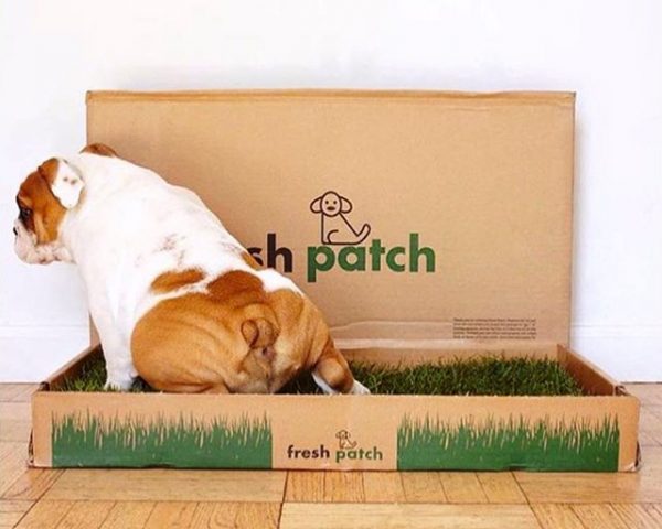 Fresh Patch - Real Grass Disposable Dog Potty