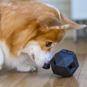 Odin Modular Puzzle Dog Toy