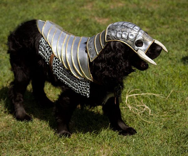 Wild Knight Dog Armor