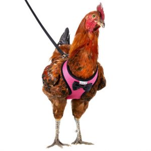 Chicken Harness And Leash