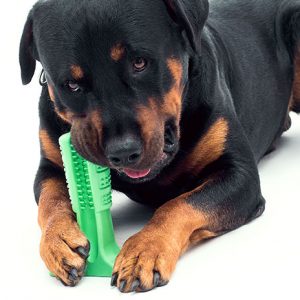 Bristly Toothbrush For Dogs