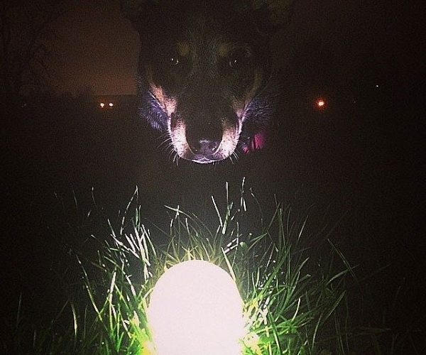 Glow In The Dark Pet Ball