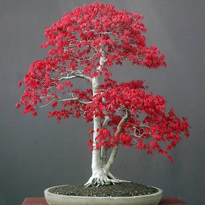 Bonsai Red Maple Tree Starter Kit